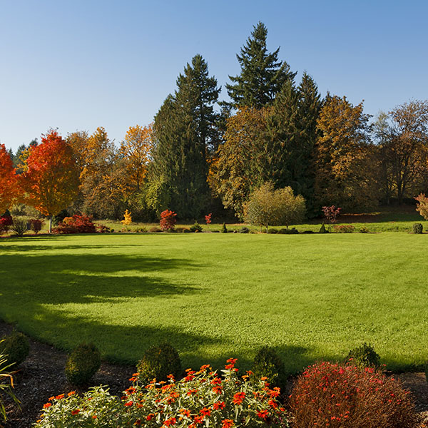 Beautiful lawn